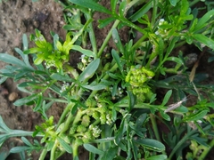 Lepidium coronopus