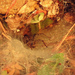 Himalcoelotes - Photo (c) Tamsin Carlisle, some rights reserved (CC BY-NC-SA)