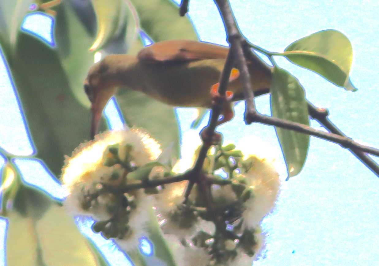 Spectacled Spiderhunter (Arachnothera flavigaster), photo 10