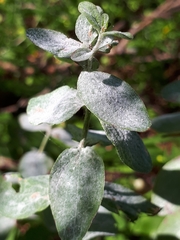Erysiphe hyperici
