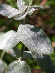 Erysiphe hyperici