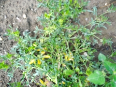 Lepidium coronopus