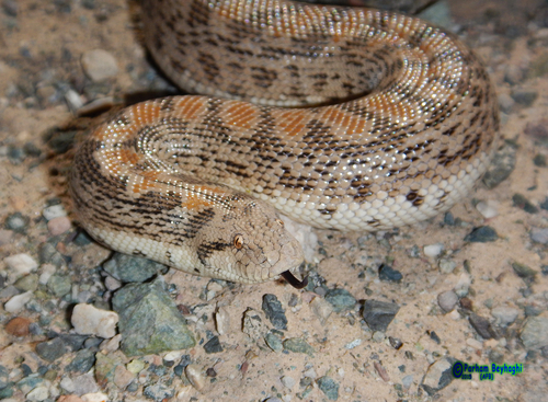 Desert Sand Boa