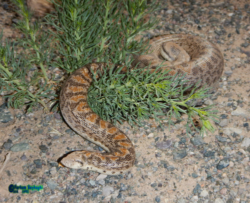 Desert Sand Boa