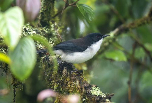 Dark-backed Sibia (Heterophasia melanoleuca), photo 9