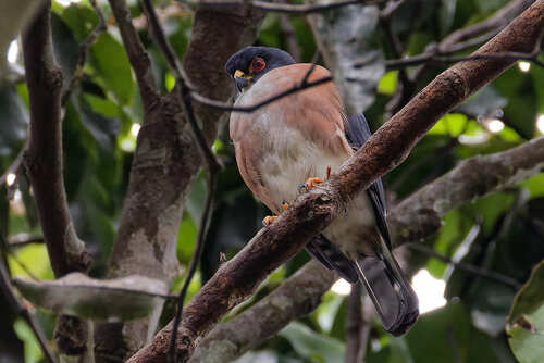Red-thighed Sparrowhawk (Tachyspiza erythropus), photo 2