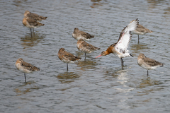 Limosa limosa