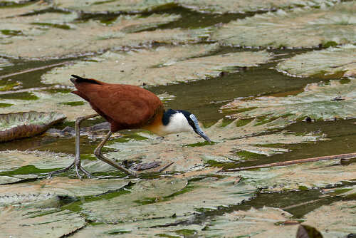 African Jacana