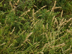 Melica altissima