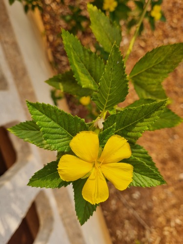 Yellow alder