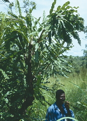 African Oak (Lophira lanceolata)