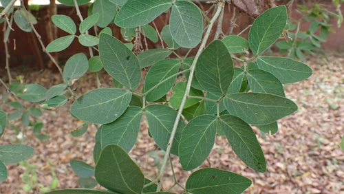 Madras Thorn