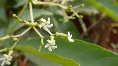 poison devil's-pepper