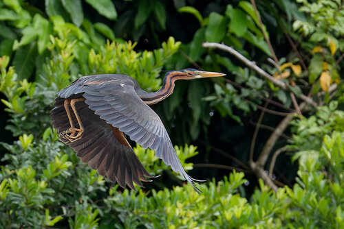 Purple Heron
