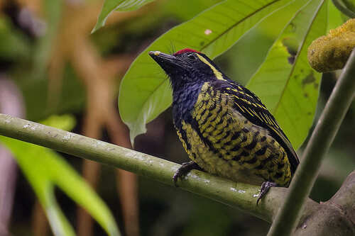 iNaturalist image