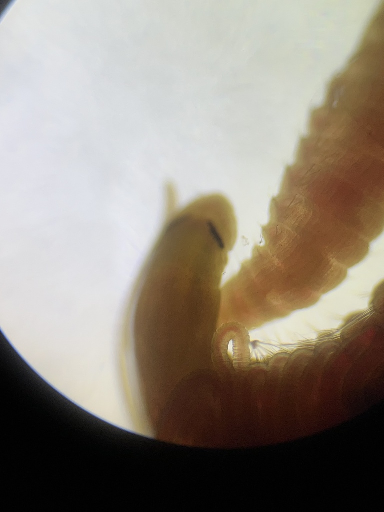 bristleworm