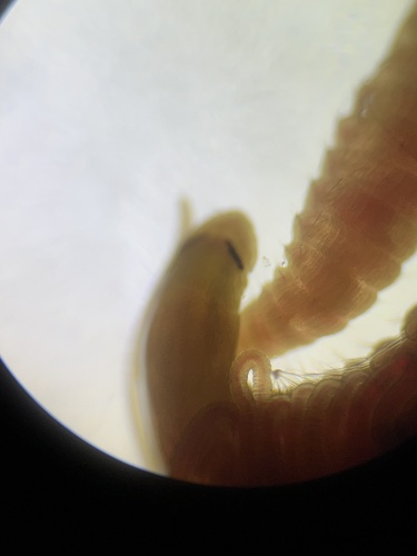 bristleworm