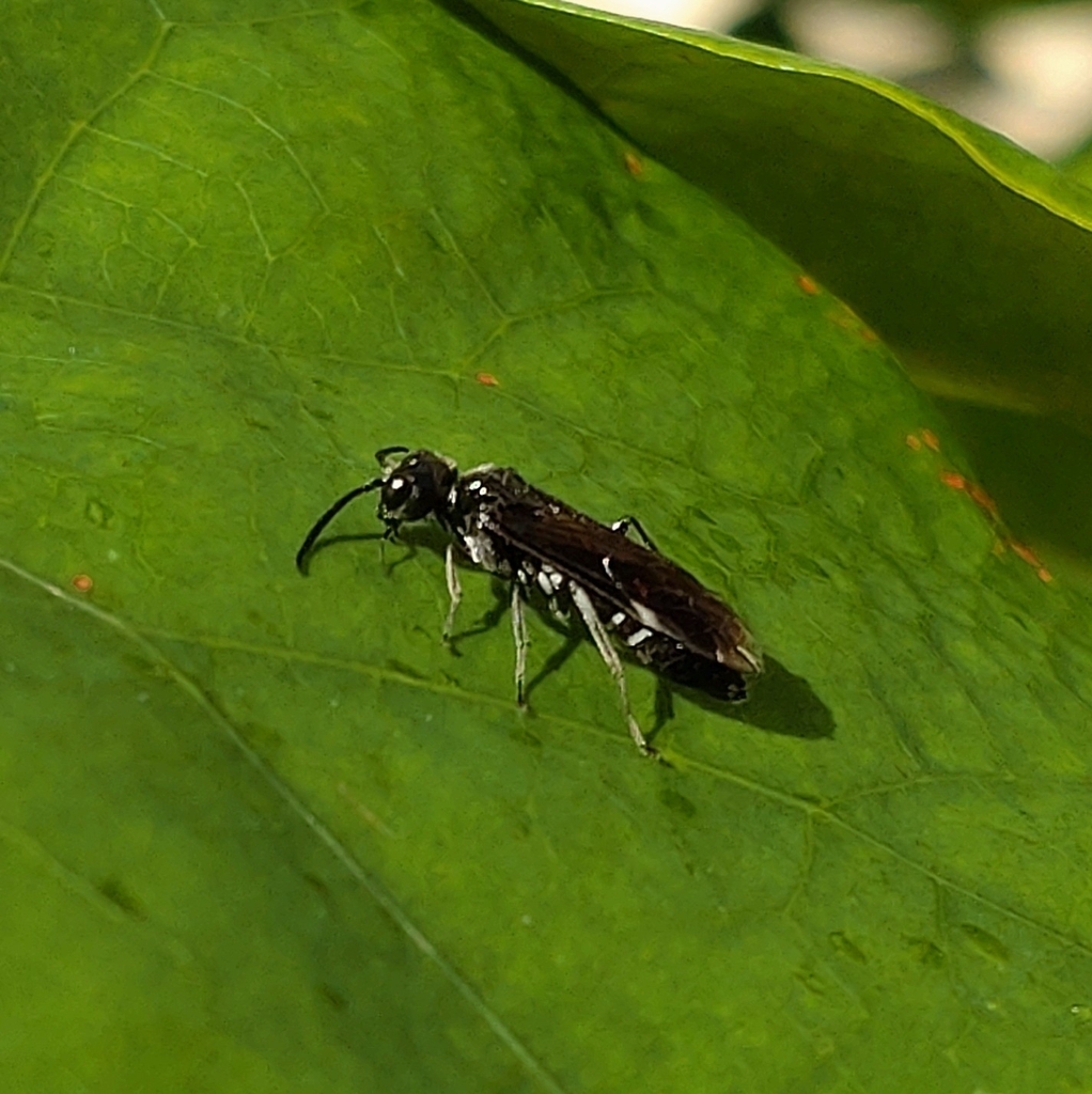 Allantus meridionalis