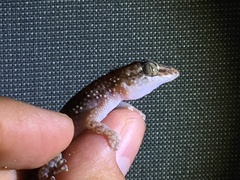 Phyllodactylus wirshingi