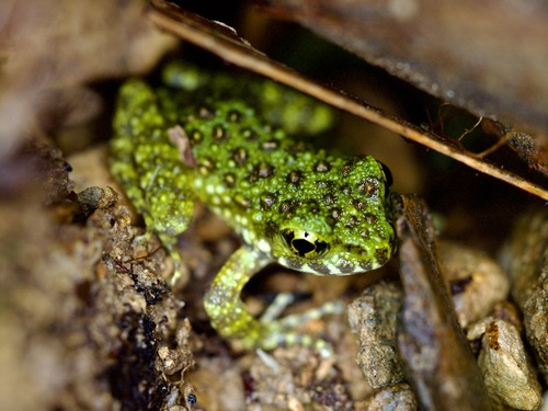 Ishikawa's frog, Odorrana ishikawae