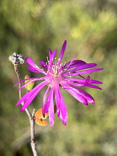 Karoo Dewfig (Drosanthemum karrooense)