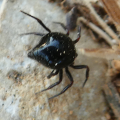 Euryopis episinoides