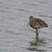 European Black-tailed Godwit - Photo (c) Stephen John Davies, some rights reserved (CC BY-NC), uploaded by Stephen John Davies