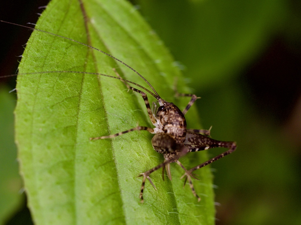 Neotachycines kobayashii
