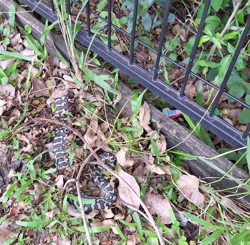 Coastal Carpet Python sighting