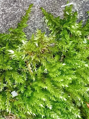 Image of Rhynchostegium confertum by (c) guywallbanks, some rights reserved (CC BY)