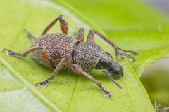 Metapocyrtus adspersus