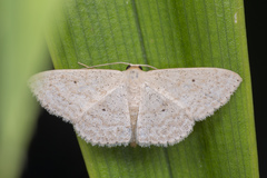 Scopula actuaria