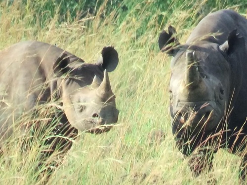 Eastern Black Rhinoceros