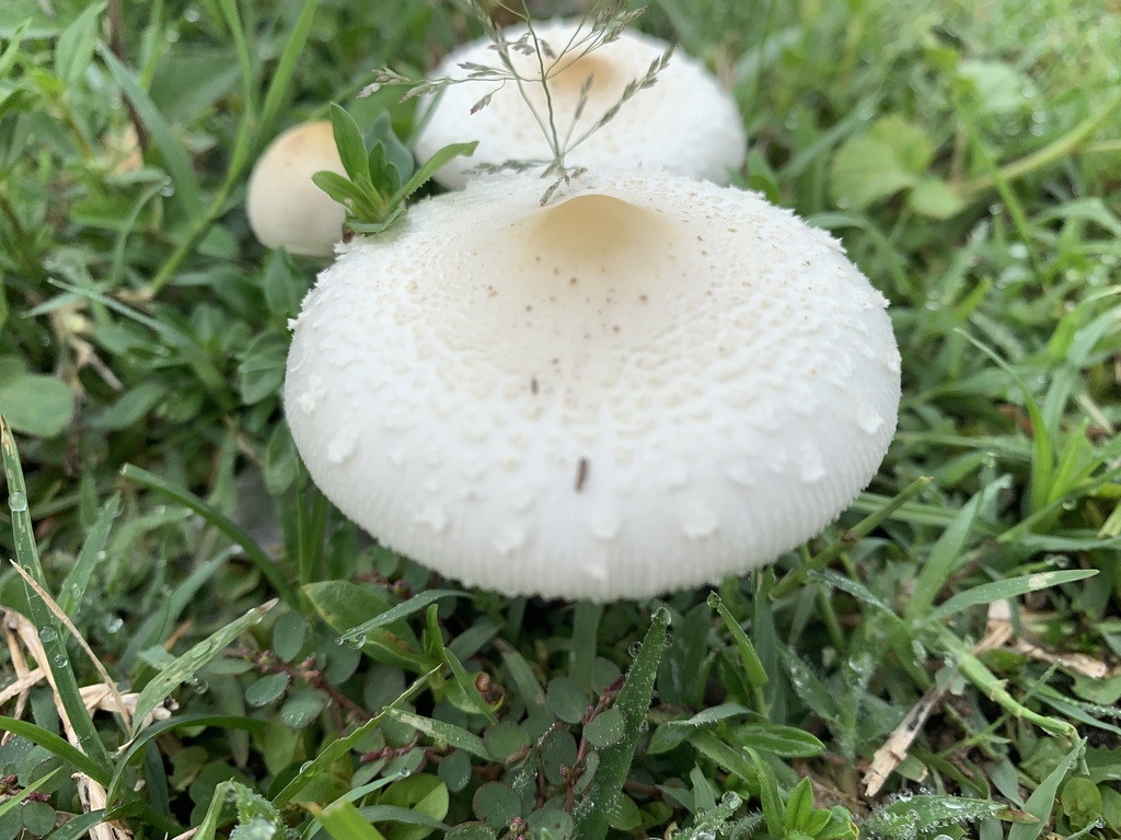 Chlorophyllum hortense · December 2024 · photo: © gabrieljovencio (iNaturalist, cc-by)