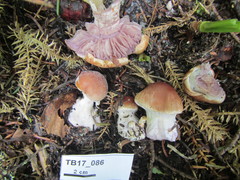 Cortinarius flavivelatus