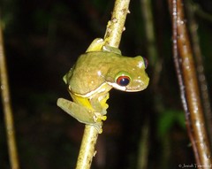 Duellmanohyla salvavida