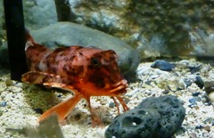 Chelidonichthys cuculus