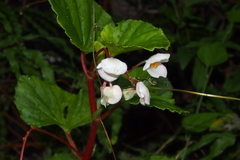 Begonia cucullata hookeri