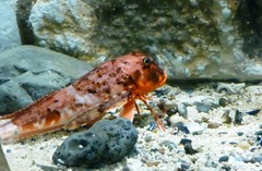 Chelidonichthys cuculus