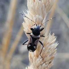 Raglius confusus