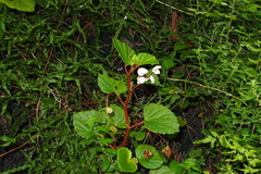 Begonia cucullata hookeri