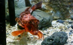 Chelidonichthys cuculus