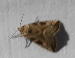 Eucarta virgo
