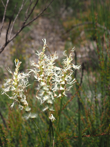 Conospermum teretifolium (Conospermum teretifolium)