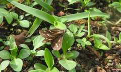 Taractrocera maevius