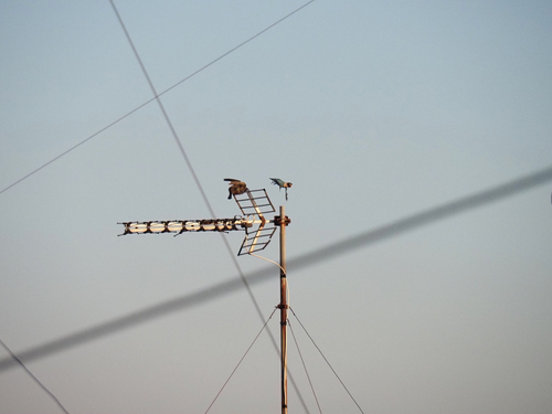 iNaturalist image