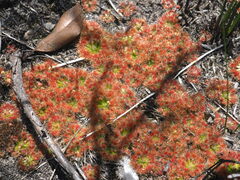 Drosera pulchella
