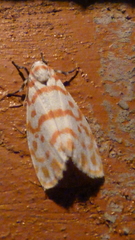 Nephelomilta effracta