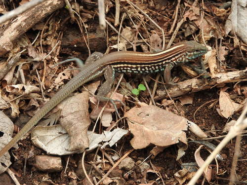 Many-lined Whiptail