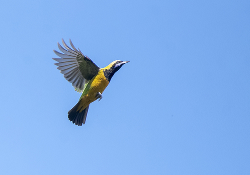 Orange-bellied Leafbird (Chloropsis hardwickii), photo 3